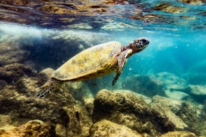 Green Sea Turtle in Honolua Bay   Maui Hawaii 01018
